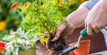 Servicios de jardinería en Elche